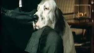 Буктрейлер по книге Г. Троепольского Белый Бим Чёрное ухо - Автор Измайлова Валерия