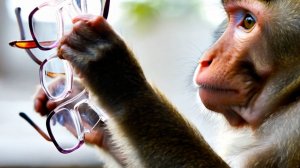 клИИп "МАРТЫШКА И ОЧКИ"