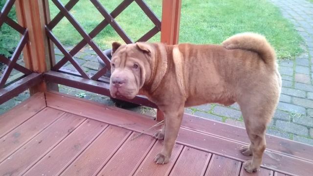 Very sad shar-pei - Очень грустный шарпей