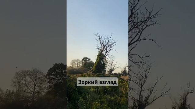 Зоркий взгляд. смотреть онлайн