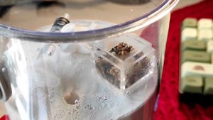 Муравьи messor barbarus! Заселение в самодельный формик.