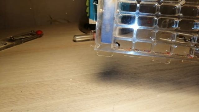 Спасение колонии Lasius Niger смотреть онлайн