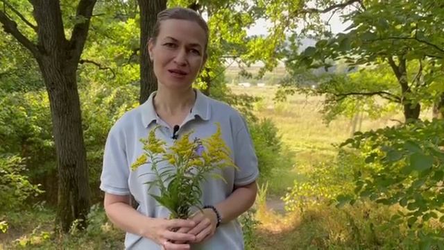 Обучение Фитотерапии в Русской школе травничества