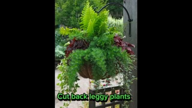 HOUSEPLANTS,INSPIRATION,STYLINGWhy have hanging plants? #design #latest #gardening #hangingplants