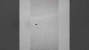 Охота на шакала  с тепловизионным прицелом