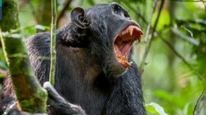 Aqressiv meymunlar 13 yaşlı qızı öldürdülər  #Meymun #Maymun