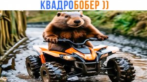 КВАДРОБОБЕР ))) | Приколы | Мемозг 1501