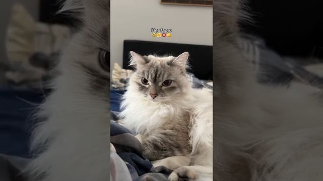 Мы нашли этому коту идеальную пару смотреть онлайн