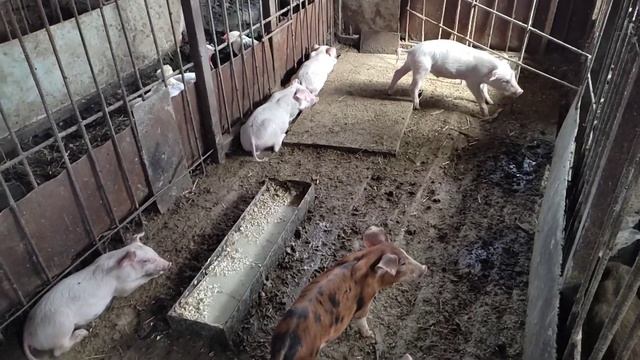 Мучаются все, особенно дюрок смотреть онлайн