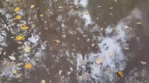 Правда. Светлана Чеколаева.