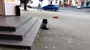 Электрошокер и собаки