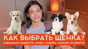 Как правильно выбрать себе щенка, приметы и суровая реальность. Мнения экспертов.