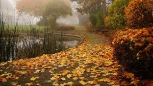 Прогулка по дождливому осеннему лесу 🌧️🍁 в 4K  Бинауральное аудио (звуки дождя и природы), релакс