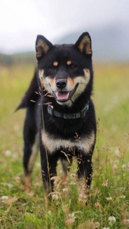 ФотоПриветик Сиба-Ину из далекой Камчатки 🐶🍂🍁 выпускник из питомника "СВОБОДНАЯ СТАЯ" 📍 Москва