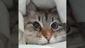 позови кота с собой