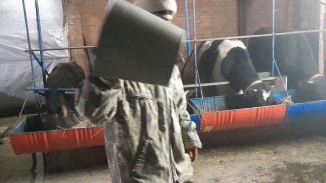 🐃#Ассалому#алекум#всем#добрый#вечер#кормить#кадани#бука#🐃