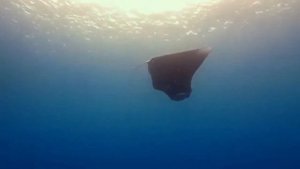 Morris the Manta Ray