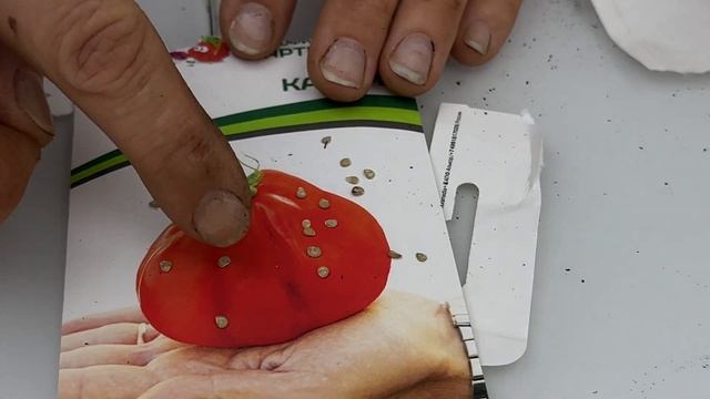 АС-35: Уникальная технология посадки семян томатов. Результаты вас удивят 😍💪 #томат #помидоры смотреть онлайн