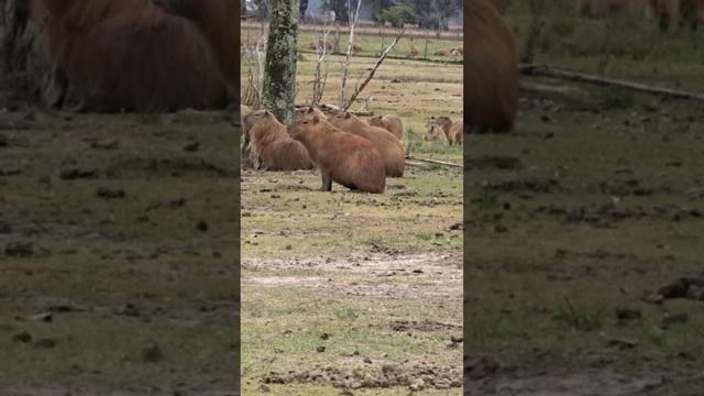 Капибара. Охота в Аргентине. Capibara. Hunt in Argentina. #капибара #capibara #hunting #shorts