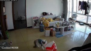 приколы с котами 12