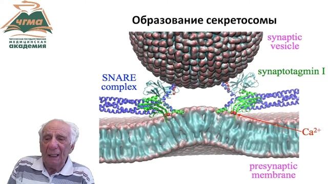 Физиология синапса (БИК 24)