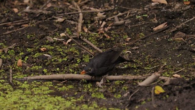 Птичий базар на бобровом озере в лесу смотреть онлайн