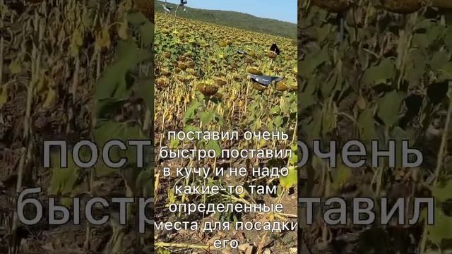 Расстановка чучал на вяхиря/ полный ролик в моем профиле смотреть онлайн