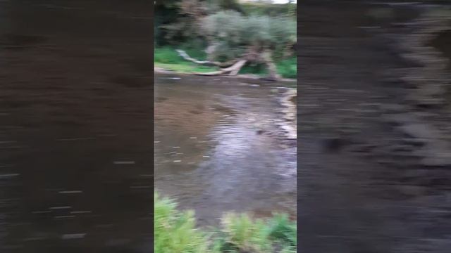 16.09.20. 
г Таруса.
р Таруска
Элька