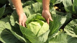 ВЫРАЩИВАЕМ КАПУСТУ БЕЗ ХИМИИ. Эти сорта капусты урожайные и долго хранятся!