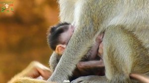 WHAT WHAT...HAPPEN/???...JANE TRY TO PULL HER NEWBRN JODY TILL CRY . HOW JANNA? |