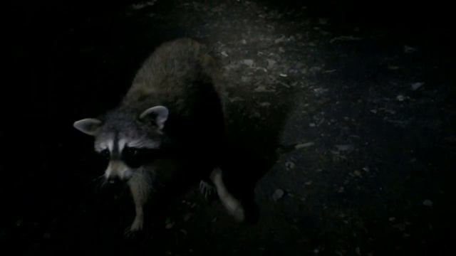 Енот Федя смотреть онлайн