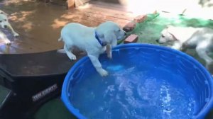 12 Week Old English Golden Guarding the Pool