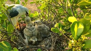 Bird Parents Put In a Lot Of Effort To Support Their young