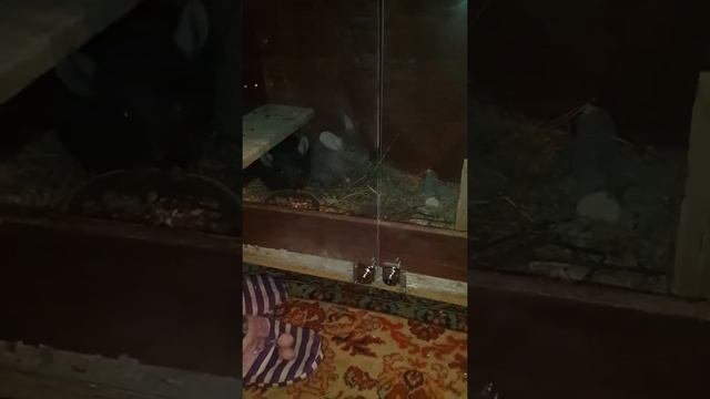 спаривание шиншилл