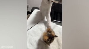 приколы с котами 9