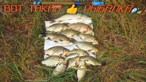 КАРАСЁВАЯ РЫБАЛКА! Сентябрь!