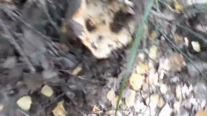 ТИХАЯ ОХОТА НА БЕЛЫЙ ГРУЗДЬ. ЦЕЛАЯ ПОЛЯНА