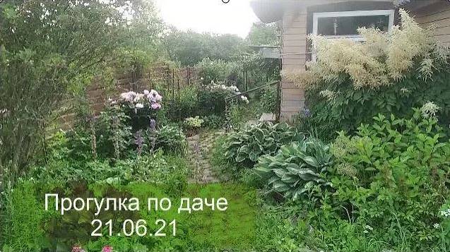 Прогулка по даче | Vlog дача как есть  хроника 21.06.2021