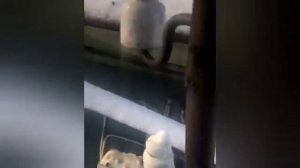 СРОЧНАЯ ПОМОЩЬ. Безразличие убивает! #рукапомощи_томск