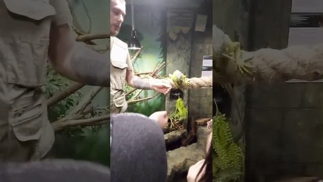 Покормил игуану свежим укропом в московском зоопарке.