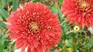 хризантема ШАПКА МОНОМАХА