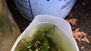 Water Change Wednesday: Why does my water smell so bad? Summer Tubbin' Outdoor Guppy Pond Updates