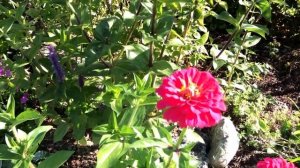 Kiss Me Over the Garden Gate! Late Summer Seven Sisters Garden Tour at RavenCroft