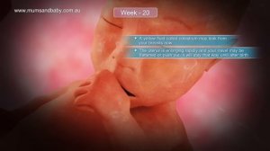 Pregnancy Week 20 www.mumsandbaby.com