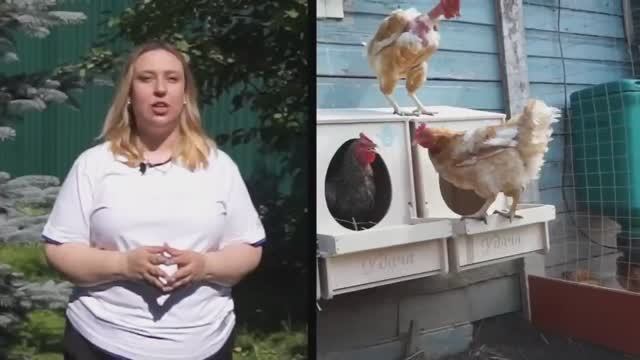 Корм для домашней птицы: правила и ошибки рациона. Советы команды МЕГАКОРМ