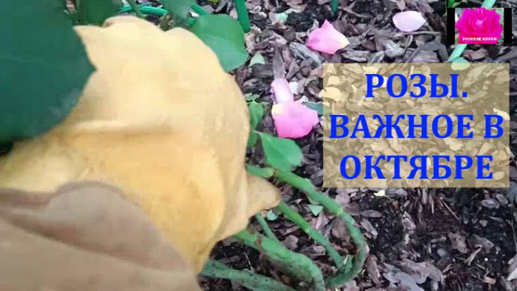 РОЗЫ ГОТОВИМ К УКРЫТИЮ НА ЗИМУ