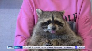 Международный день охраны енотов: кемеровский полоскун Тёма отмечает «профессиональный праздник»