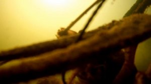 Раки сходят с ума от этого ЗАПАХА... Подводная съемка