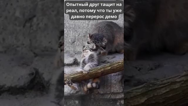 Опытный друг тащит на реал, потому что ты уже давно перерос демо