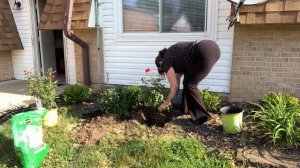 Last Flower Bed at Senior Housing South Garden Work Done/ Adding New Rose Bushes/ Improving Last Be